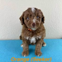 Seeker - Orange Collar - Red male Double Doodle puppy in Rowlett, Texas from Parrish Precious Ones Texas