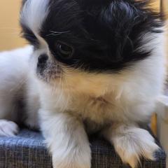 Girl 1 - White and black female Japanese Chin puppy in Vernon, Connecticut from Chin Babies