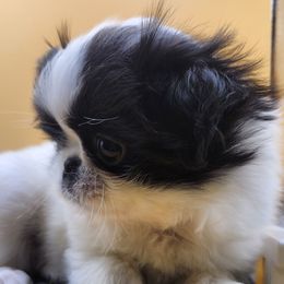 Girl 1 - White and black female Japanese Chin puppy in Vernon, Connecticut from Chin Babies