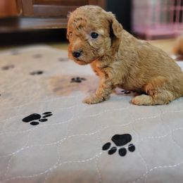 Maltipoo Puppies from Snow Pond Farm