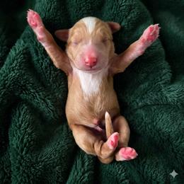 Fresd - Red male Bernedoodle puppy in Milton, Florida from Sutton Place Doodles