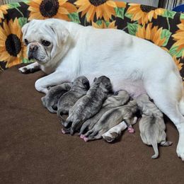 Fawn Girl - Fawn female Pug puppy in Tulsa, Oklahoma from Locust Creek Pugs