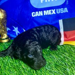 Germany - Black female Labradoodle puppy in Kingston, Georgia from CC Familydoodles