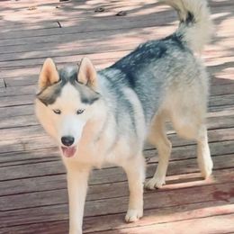 Rico - Siberian Husky