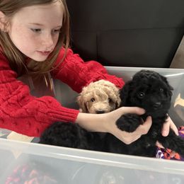 "Pups on the way to the vet." Goldendoodle Puppies from Christi's Goldendoodles