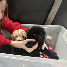 "Pups on the way to the vet." Goldendoodle Puppies from Christi's Goldendoodles