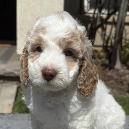 Boy 1 - Parti male Goldendoodle puppy in San Diego, California from Goldendoodles & Poodles of San Diego