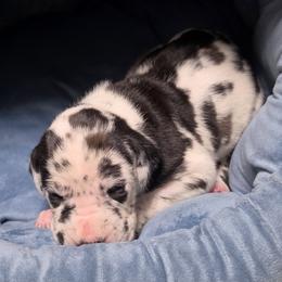 Bronwyn - Harlequin female Great Dane puppy in Pollock, Louisiana from Danes Done Right