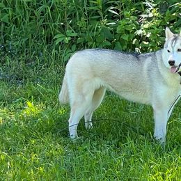 Siberian Huskies from Sovereign Siberians
