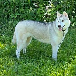 Siberian Huskies from Sovereign Siberians