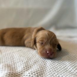 Benedict - Red male Dachshund puppy in Greenfield Center, New York from Ridgeview Springers & Dachshunds