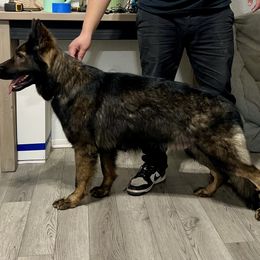 Scarlet - German Shepherd