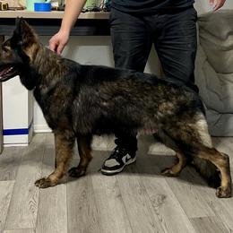 Scarlet - German Shepherd