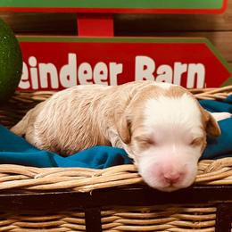 Dancer - Red female Cavapoo puppy in Bradenton, Florida from Christianna’s Mini Goldendoodles