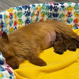 Boy 2 - Red male Australian Terrier puppy in Marengo, Illinois from CopperTop Australian Terriers