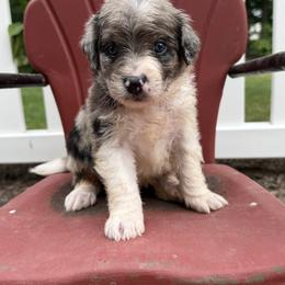 Bordoodle Puppies from Borders of Eby Eden