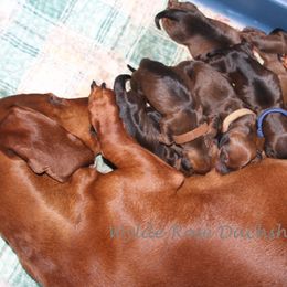 Dachshund Puppies from Wylde Rose Dachshunds