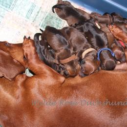 Dachshund Puppies from Wylde Rose Dachshunds