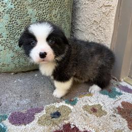 Waylon - Brindle and white male American Corgi puppy in Pahrump, Nevada from Desert Sunset Corgis