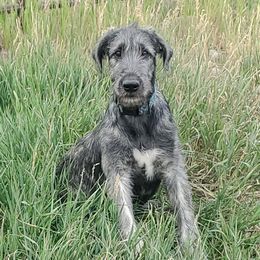 Irish Wolfhound puppies from Hidden Hollow Wolfhounds