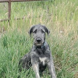 Irish Wolfhound puppies from Hidden Hollow Wolfhounds