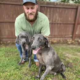 Weimaraner Puppies from Three Oak’s Kennel
