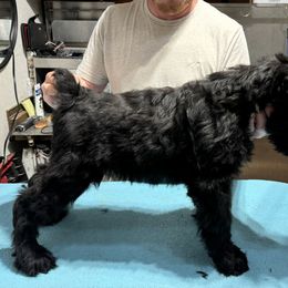 ALLIE - Giant Schnauzer