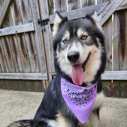 Aurora - Siberian Husky