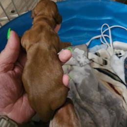 Molly - Chocolate female Dachshund puppy in Strong, Arkansas from Dachshunds R Us