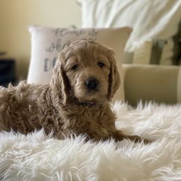 Bernedoodle and Goldendoodle Puppies from Heartfelt GoldenDoodles