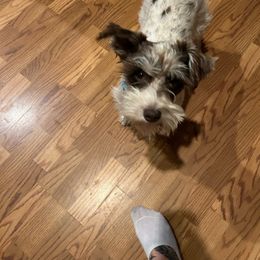 Sugar - Miniature Schnauzer