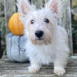 Wheaten Girl 2 (Light Pink Collar) - Wheaten female Scottish Terrier puppy in Jefferson, North Carolina from McGuire’s High Country Terriers