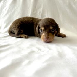 Light Blue - Chocolate and cream male Dachshund puppy in Silver Springs, Florida from DeMarsh's Dachshunds