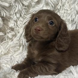 Lilly - Chocolate female Dachshund puppy in Bentonville, Arkansas from T & D Dachshunds by design