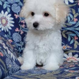 Nikita - White female Maltipoo puppy in Crestview, Florida from Little Cupcakes and Little Pumpkins Maltipoos