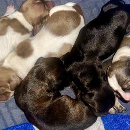 Dachshund puppies from Storybook Dachshunds