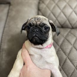 Pug Puppies from PugsncuddlesTN