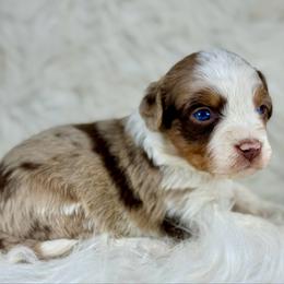 RMF9 - Red merle female Aussiedoodle puppy in Prague, Oklahoma from Classic K9’s  Aussies & Doodles