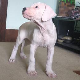 Tamar - White female Dogo Argentino puppy in Morgan Hill, Pennsylvania from De la Fuerza De Dios