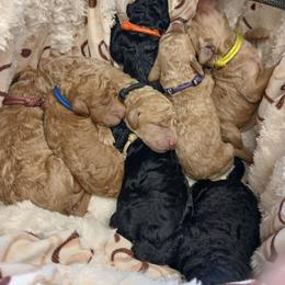 Purple - Apricot female Poodle puppy in Big Rapids, Michigan from Meeker's Ridge Standard Poodles