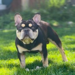 Po - French Bulldog
