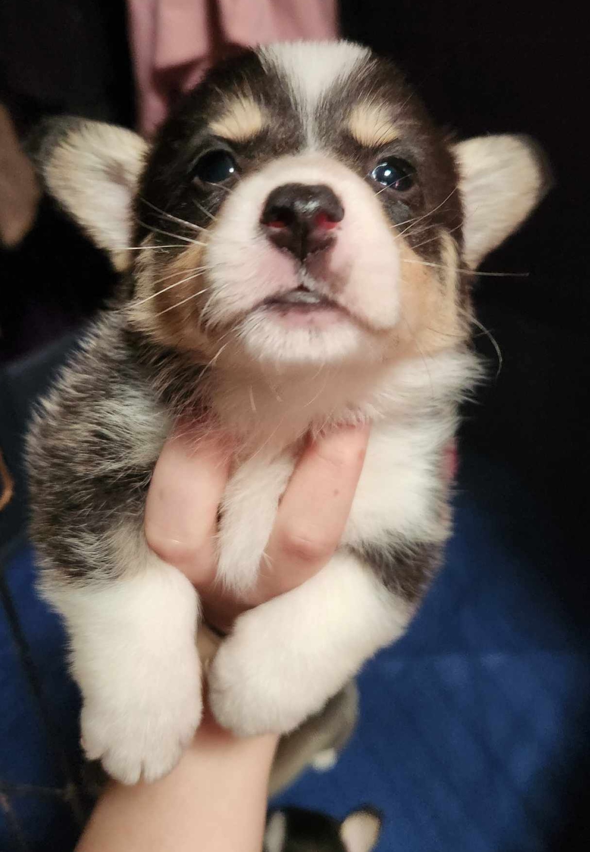 Boy 3 - Pembroke Welsh Corgi puppy in Bates City, Missouri from Penny Lane Corgis