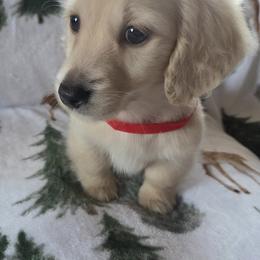 Dachshund and Pembroke Welsh Corgi Puppies from RRR Corgis
