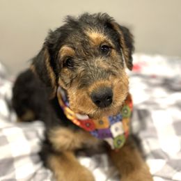 Airedale Terrier Puppies from RiverRun Terriers