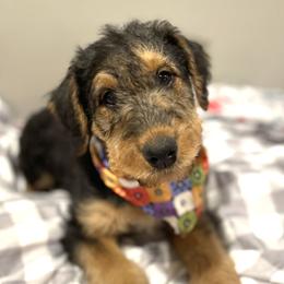 Airedale Terrier Puppies from RiverRun Terriers