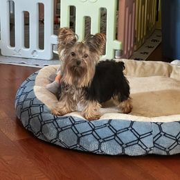 Roxie - Yorkshire Terrier
