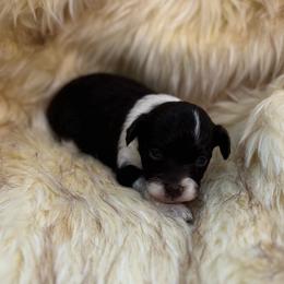 Sky - Brown and white female Aussiedoodle puppy in Timpson, Texas from Double S Kennel