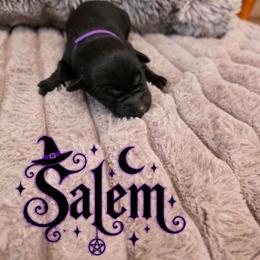 Purple - Black female Labrador Retriever puppy in Bartlett, Tennessee from Red Hearts Labradors