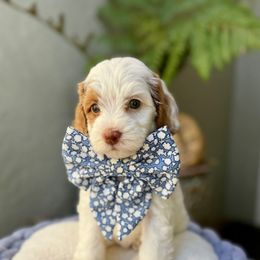 Euro - Chalk female Australian Labradoodle puppy in Morgan Hill, California from Loving Labradoodle