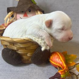 Casper - Cream male Goldendoodle puppy in Boaz, Alabama from Doodles All Day